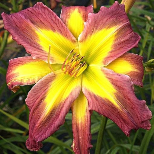 Hemerocallis Rose Octopus - Sásliliom