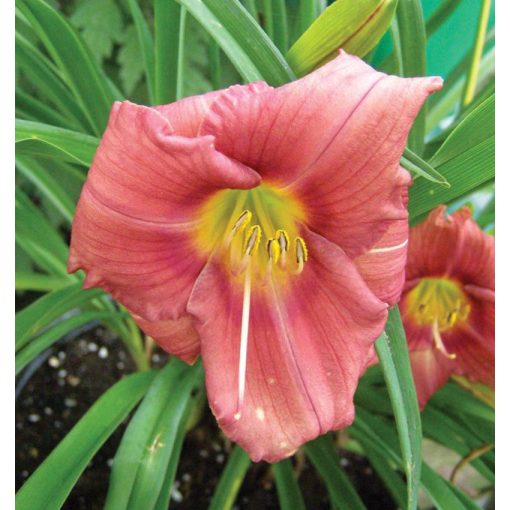 Hemerocallis Rosy Returns