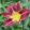 Hemerocallis Royal Thornbird