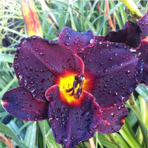 Hemerocallis Salieri