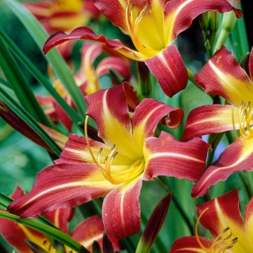 Hemerocallis Sammy Russell