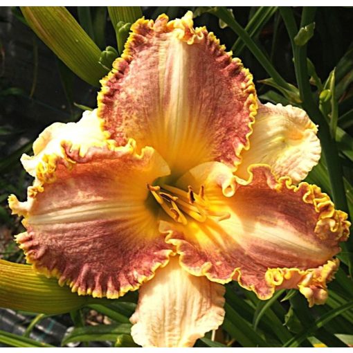 Hemerocallis Sateen Brocade - Sásliliom