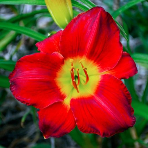 Hemerocallis Scarlet Orbit - Sásliliom