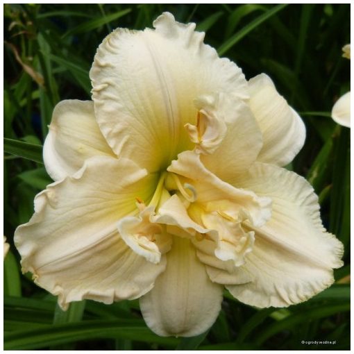 Hemerocallis Schnickel Fritz - Sásliliom