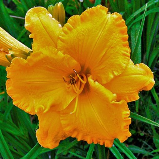 Hemerocallis Sherry Lane Carr - Sásliliom