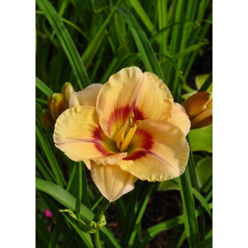 Hemerocallis Siloam Dream Baby - Sásliliom