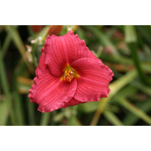 Hemerocallis Siloam Red Toy - Sásliliom