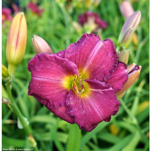 Hemerocallis Siloam Royal Prince - Sásliliom