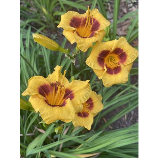 Hemerocallis Siloam Tiny Mite - Sásliliom