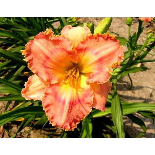 Hemerocallis Simply Sensational - Sásliliom