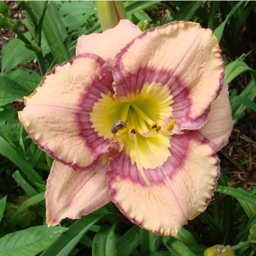 Hemerocallis Sitting Queen - Sásliliom