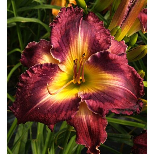 Hemerocallis Smiling Gypsy - Sásliliom