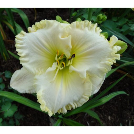 Hemerocallis Snowcrystal