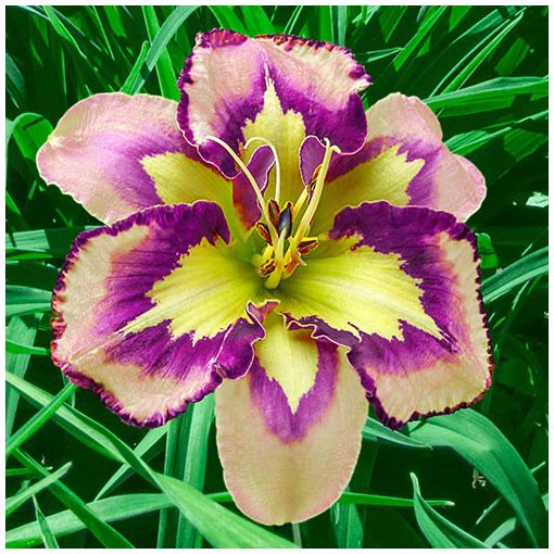 Hemerocallis Spacecoast Behavioour Pattern - Sásliliom