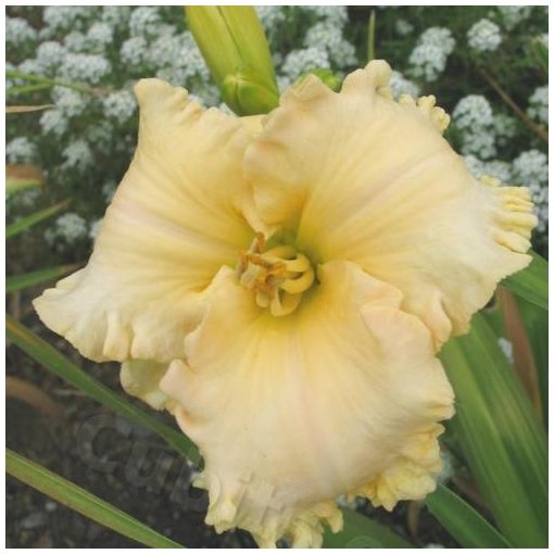 Hemerocallis Spacecoast Cream Supreme