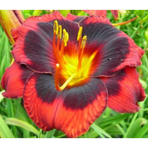 Hemerocallis Spacecoast Devils Eye