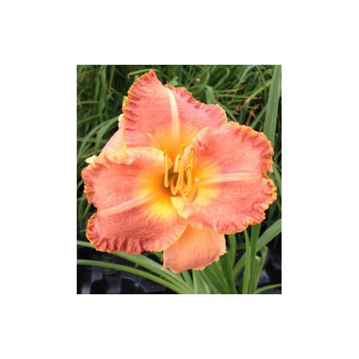 Hemerocallis Spacecoast Early Bird - Sásliliom