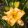 Hemerocallis Spacecoast Fancy Dancer