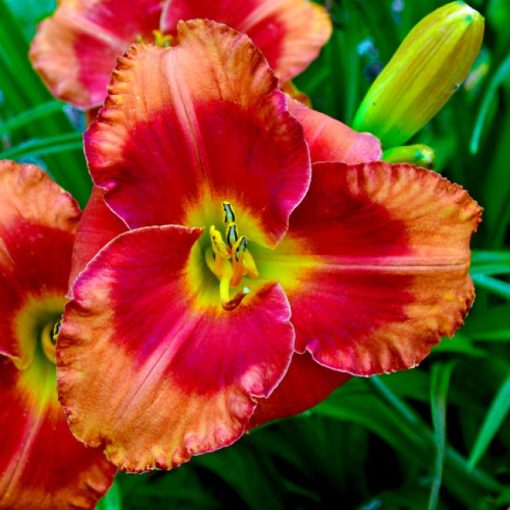 Hemerocallis Spacecoast Firestarter - Sásliliom