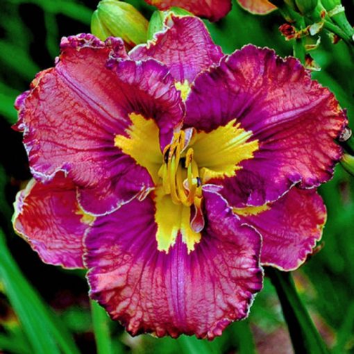 Hemerocallis Spacecoast Pattern Plus