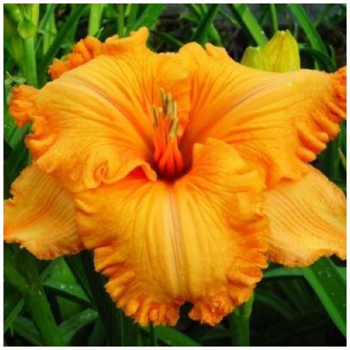 Hemerocallis Spacecoast Pumpkin Power