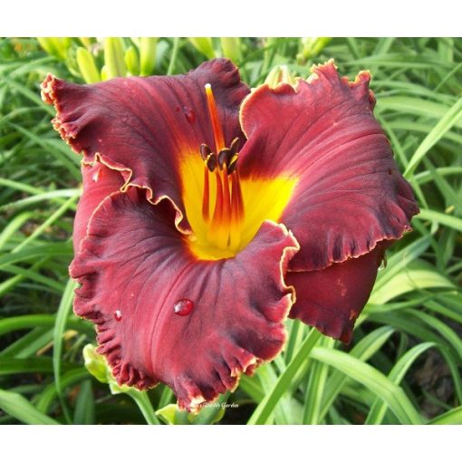 Hemerocallis Spacecoast Rebel Yell