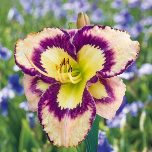 Hemerocallis Spacecoast Sea Shells - Sásliliom