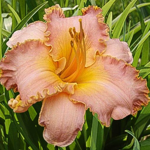 Hemerocallis 'Spacecoast Starburst' - Sásliliom