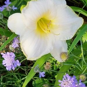 Hemerocallis 'Spacecoast White Out' - Sásliliom