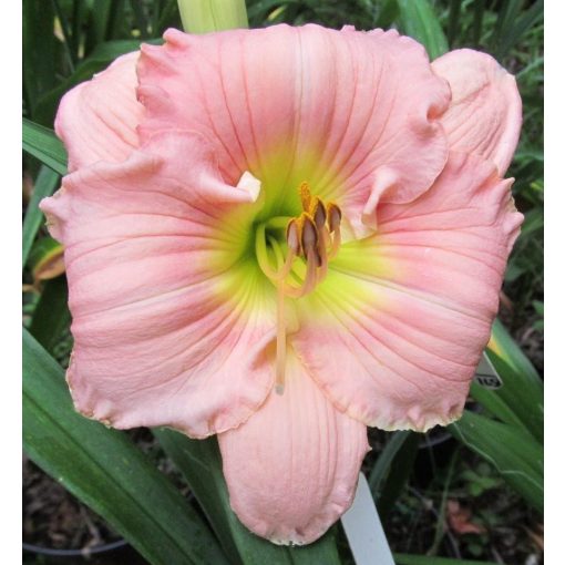 Hemerocallis Splendid Touch - Sásliliom