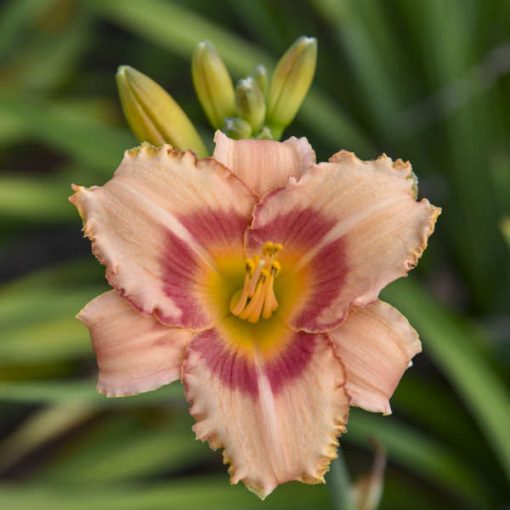 Hemerocallis Strawberry Candy - Sásliliom