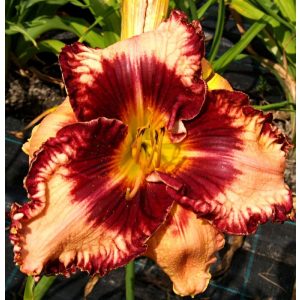 Hemerocallis Strawberry Cup - Sásliliom