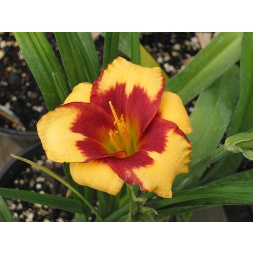 Hemerocallis Summer Dragon - Sásliliom