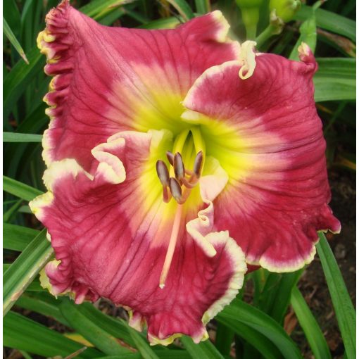 Hemerocallis Talladega