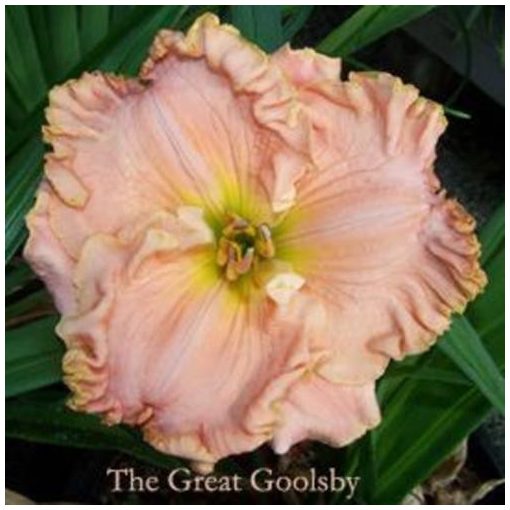 Hemerocallis The Great Goolsby - Sásliliom