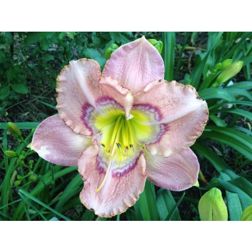 Hemerocallis Through The Looking Glass - Sásliliom