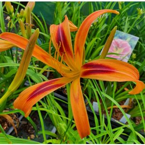 Hemerocallis 'Tiger Eye Spider' - Sásliliom