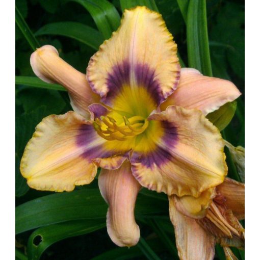 Hemerocallis Topaz Gem - Sásliliom