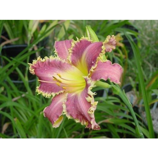 Hemerocallis Triassic Teeth - Sásliliom