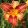 Hemerocallis Tropic Flower - Sásliliom