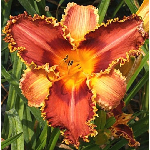 Hemerocallis Tropic Flower - Sásliliom