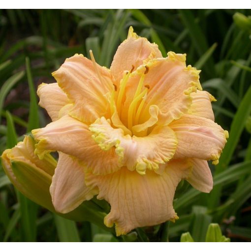 Hemerocallis Trufflicious - Sásliliom