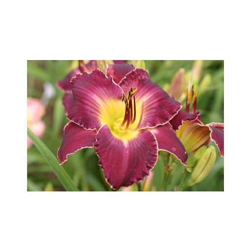 Hemerocallis Tupac Amaru - Sásliliom