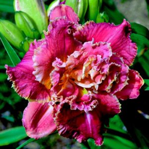 Hemerocallis Venetian Fringe