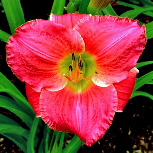 Hemerocallis Vera Biaglow