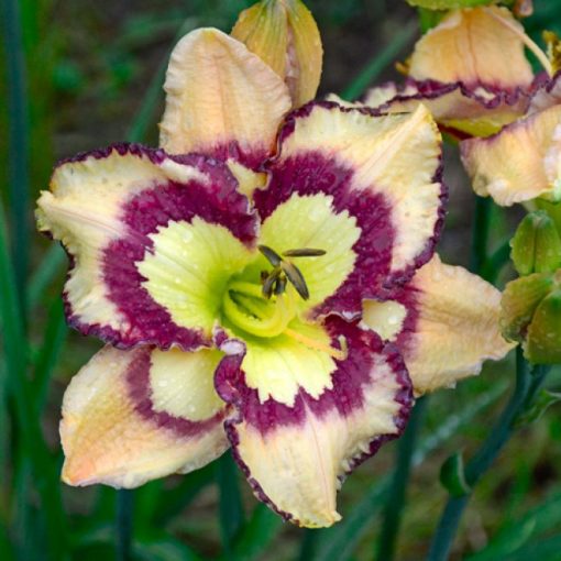 Hemerocallis Violet Stained Glass - Sásliliom