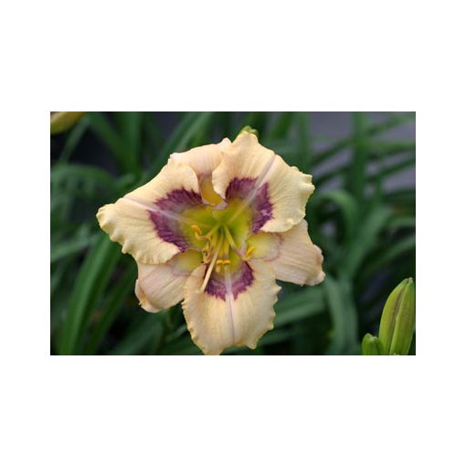 Hemerocallis Visual Intrigue - Sásliliom