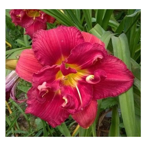 Hemerocallis Wally - Sásliliom