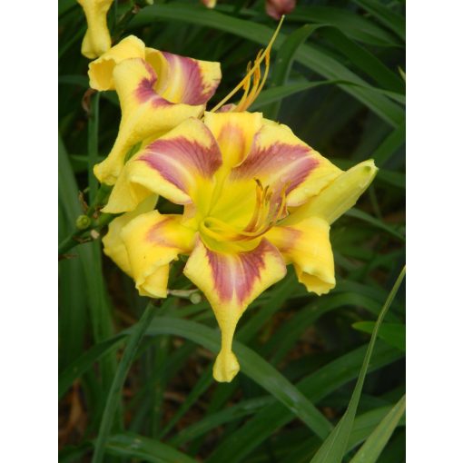 Hemerocallis Whirlpool Galaxy