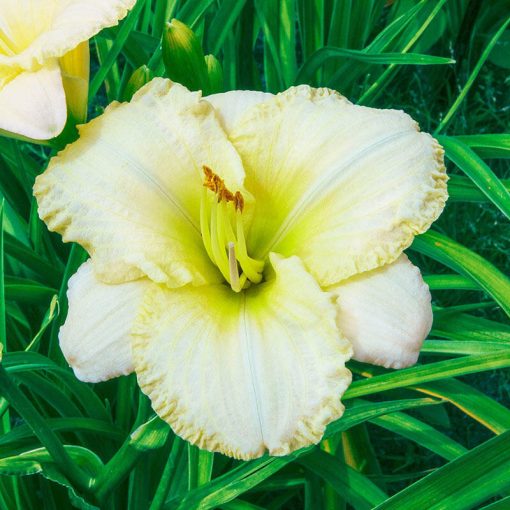 Hemerocallis 'White Lemonade' - Sásliliom